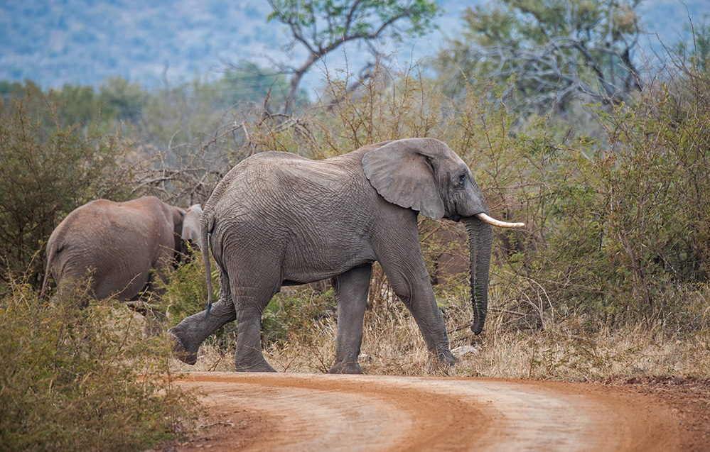Madikwe Game Reserve Elephants Crossing 1